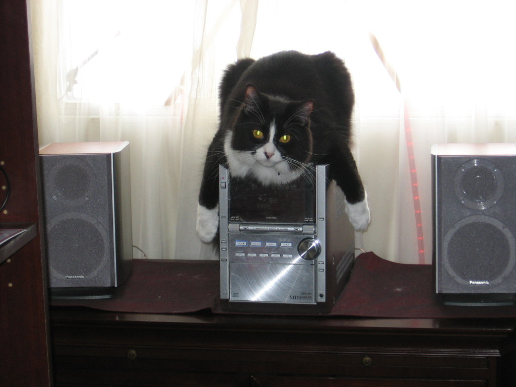 Nikita laying on top of a stereo, with her paws hanging off on either side of it.