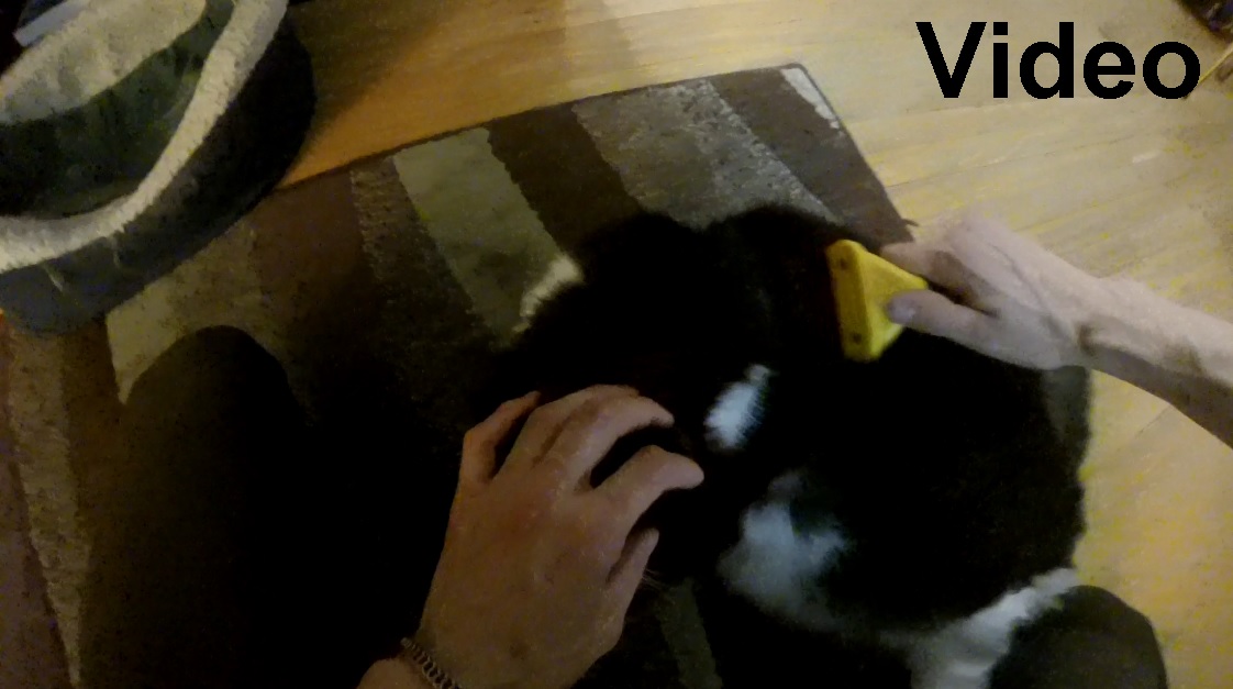 A video of Nikita being brushed with an undercoat brush for a while.