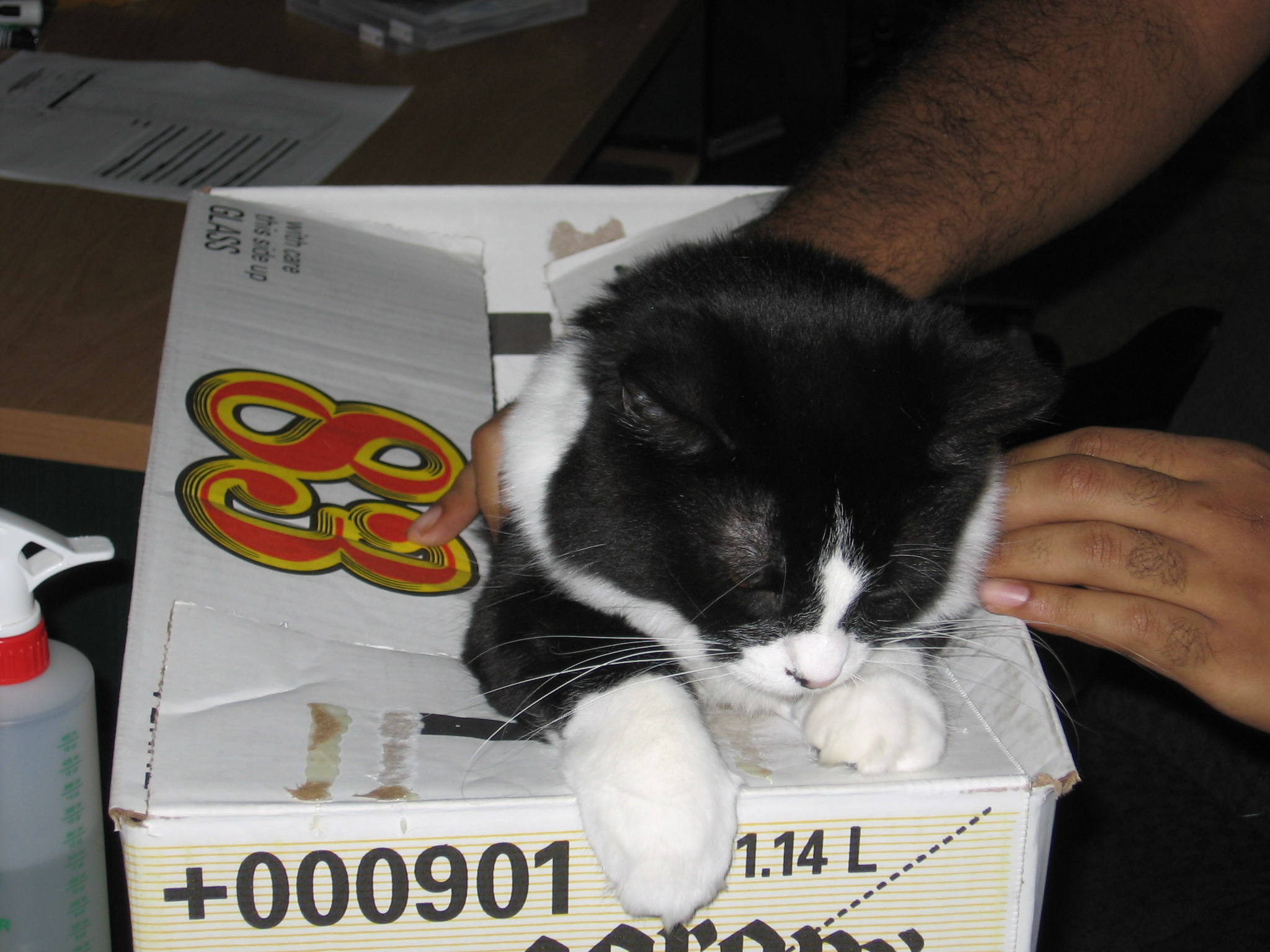 Nikita inside of a whiskey box, being played with by a guest.