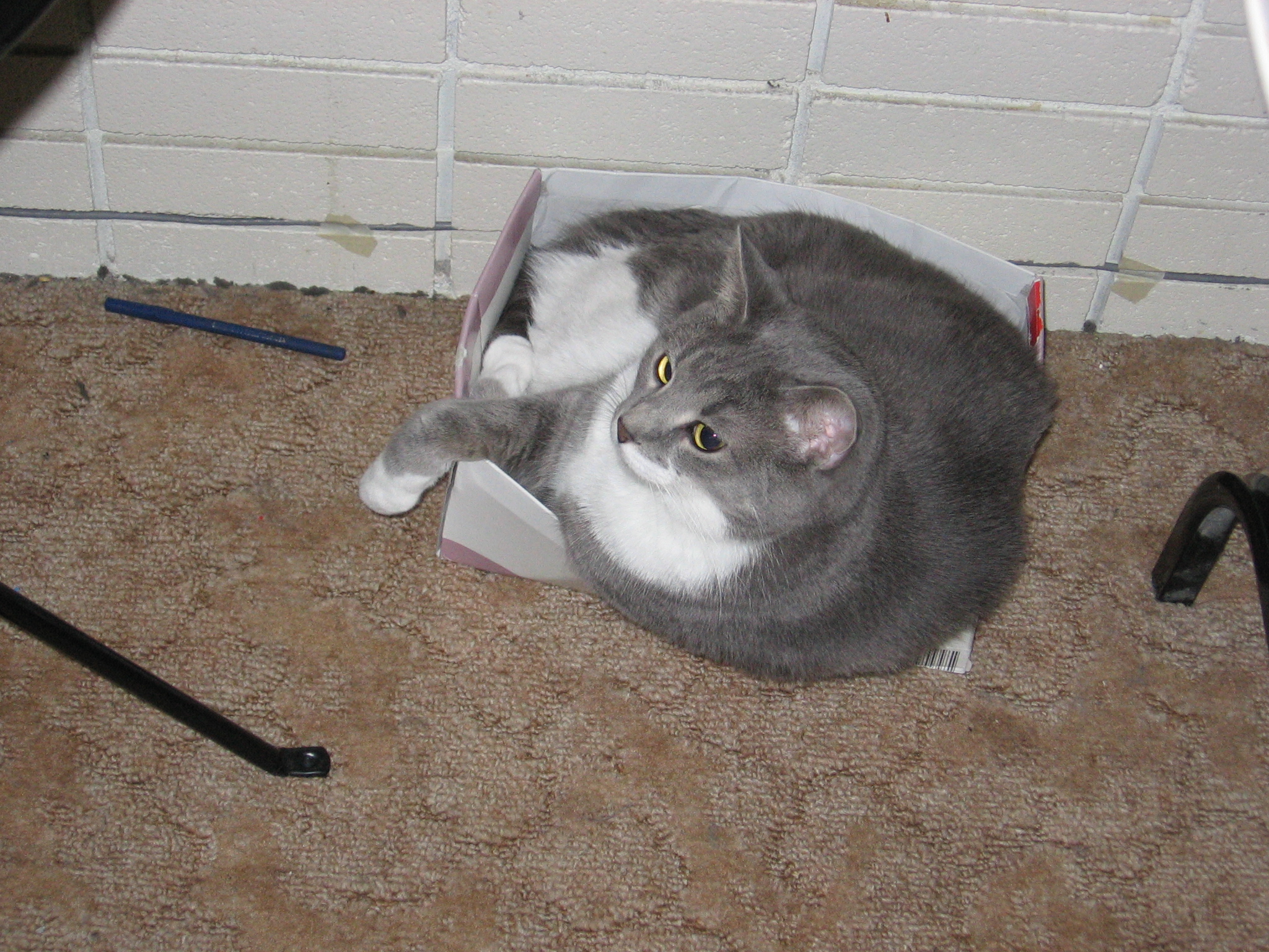 Raistlin trying to curl up in way too small and thin of a box, and it collapsing under and around him, and he has a pleased look on his face.
