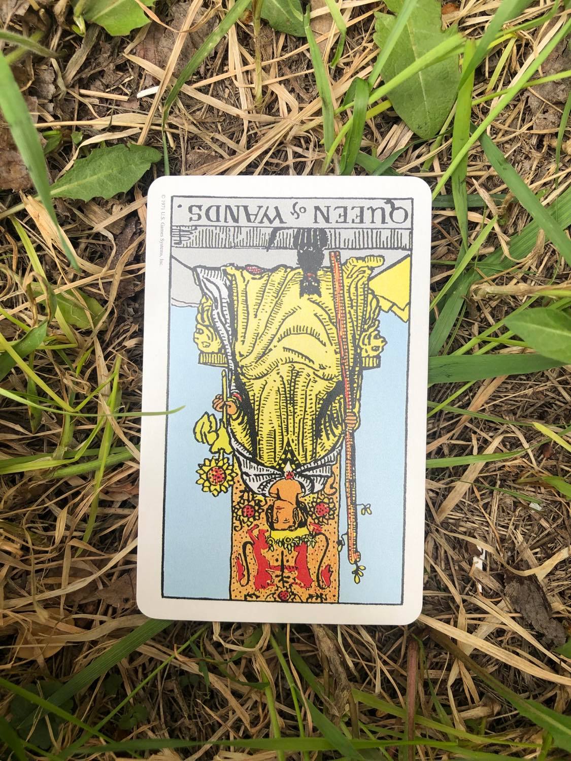 The Queen of Wands, inverted, laying in the grass.