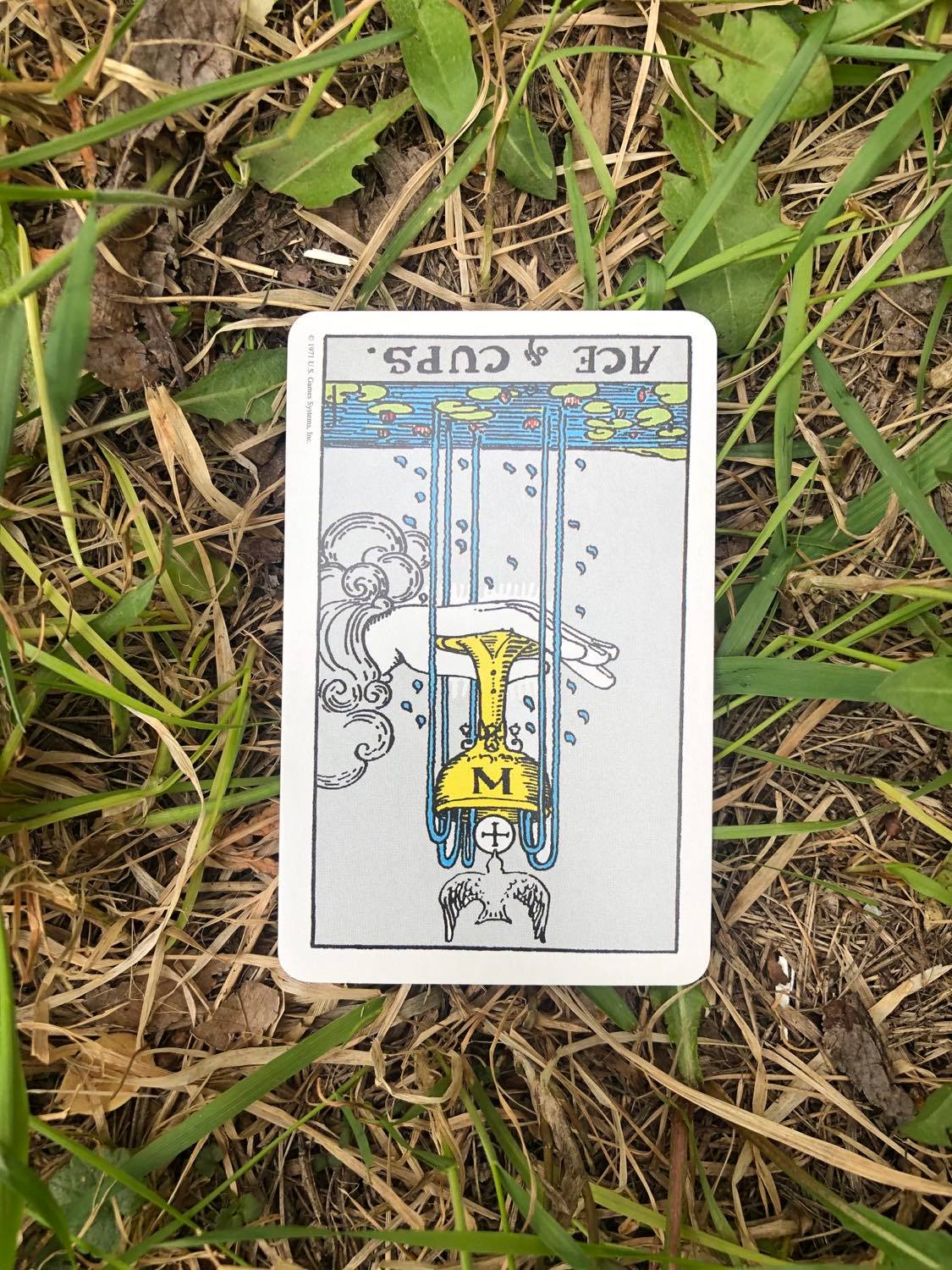 The Ace of Cups, inverted, laying in the grass.