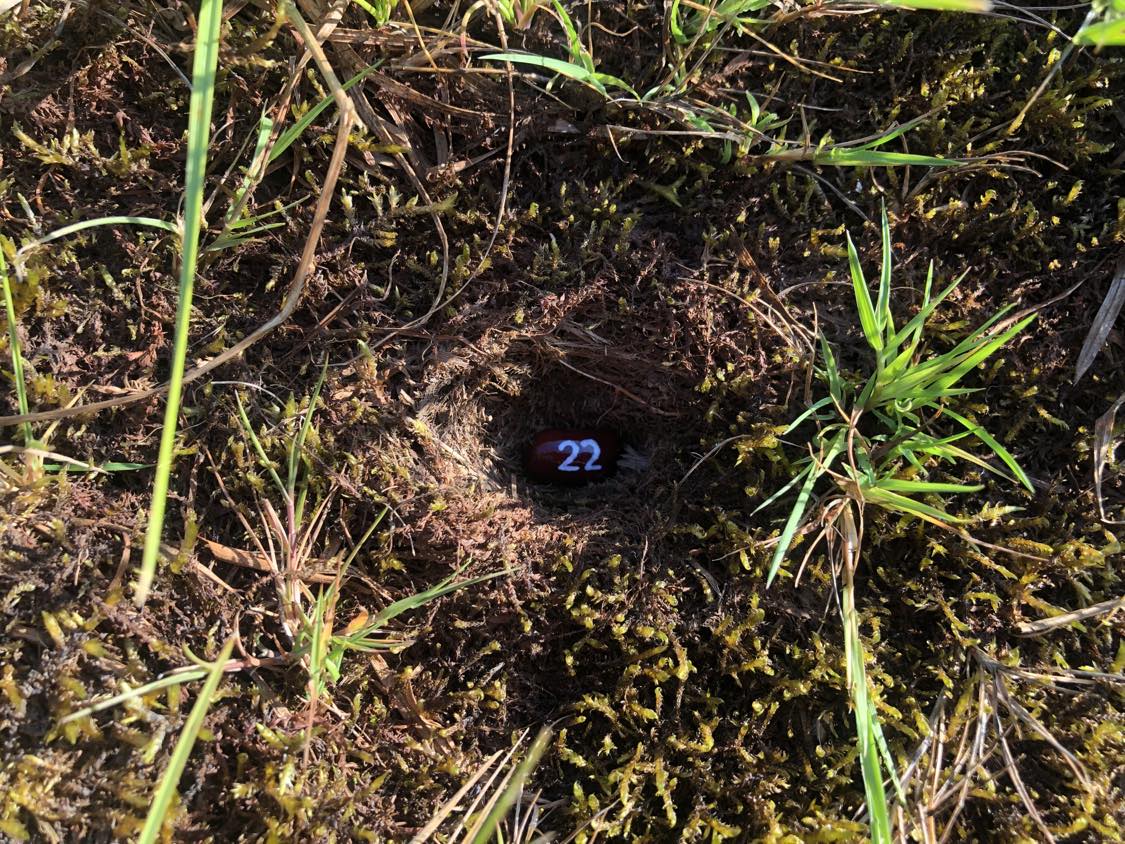 A bean labelled number 22 sitting inside of a hole in the soil, surrounded by grasses and moss.