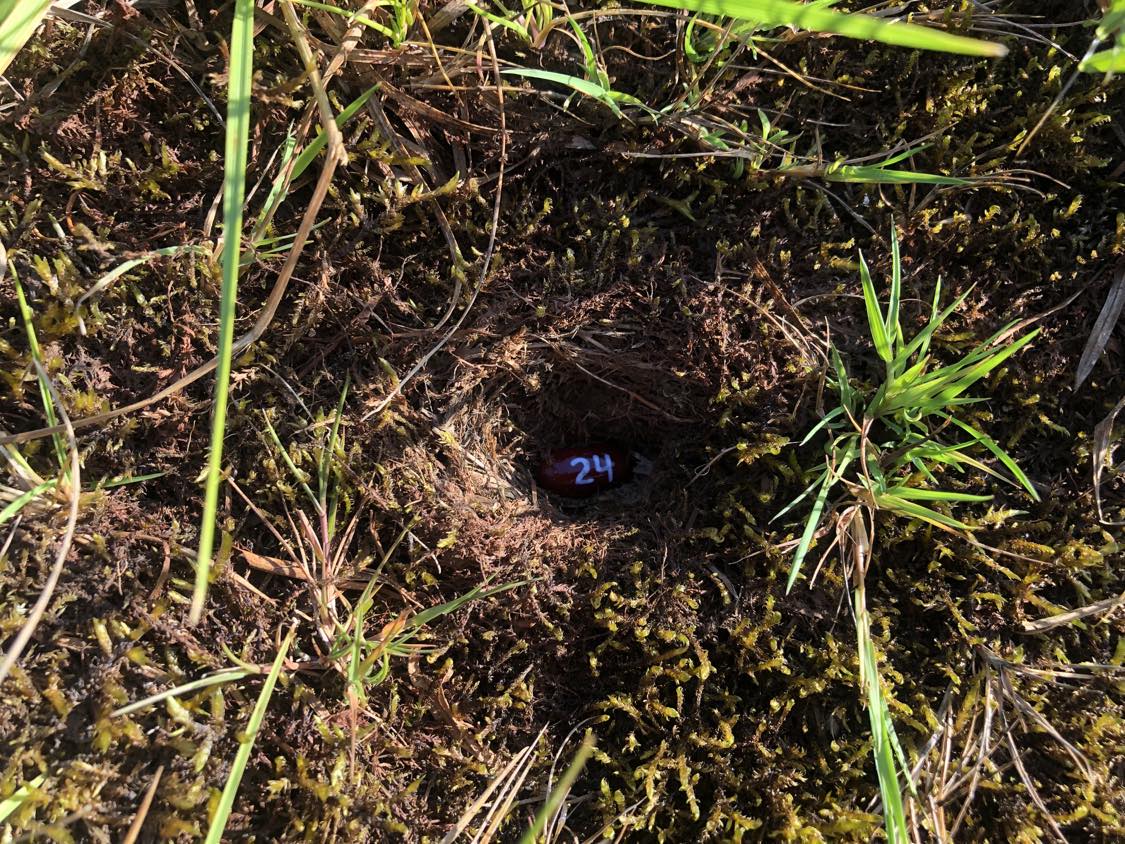 A bean labelled number 24 sitting inside of a hole in the soil, surrounded by grasses and moss.