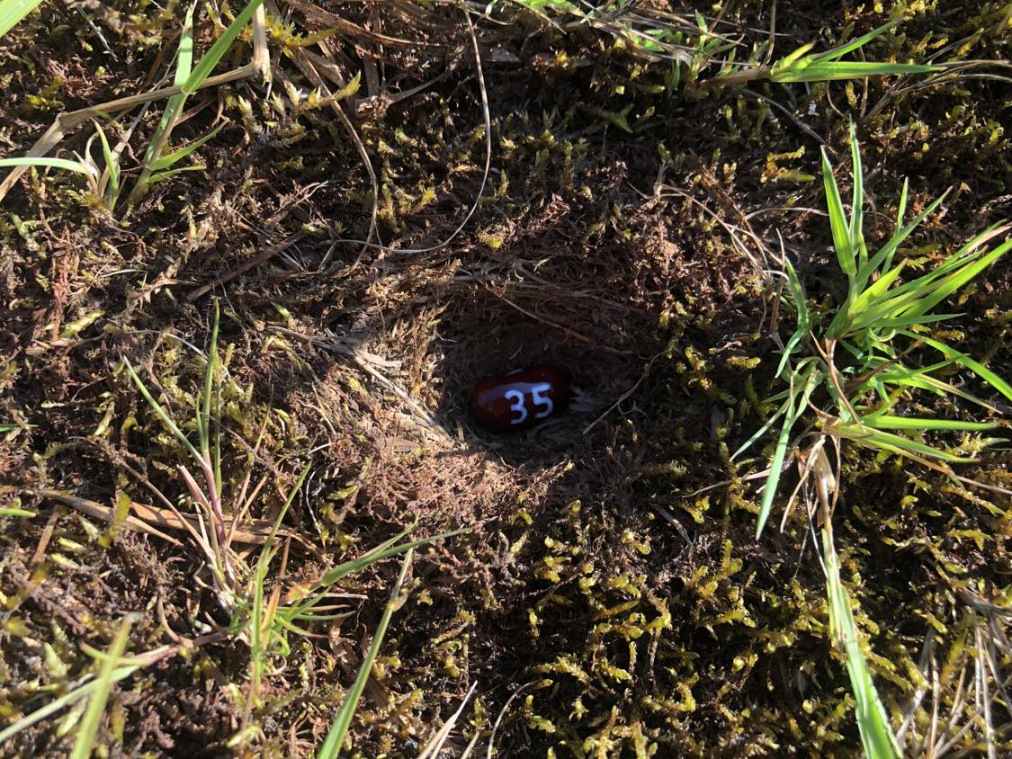 A bean labelled number 35 sitting inside of a hole in the soil, surrounded by grasses and moss.
