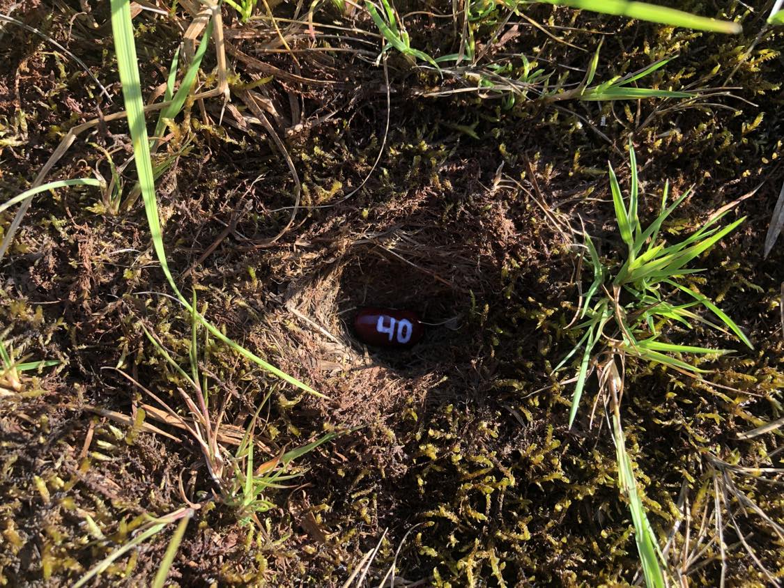 A bean labelled number 40 sitting inside of a hole in the soil, surrounded by grasses and moss.