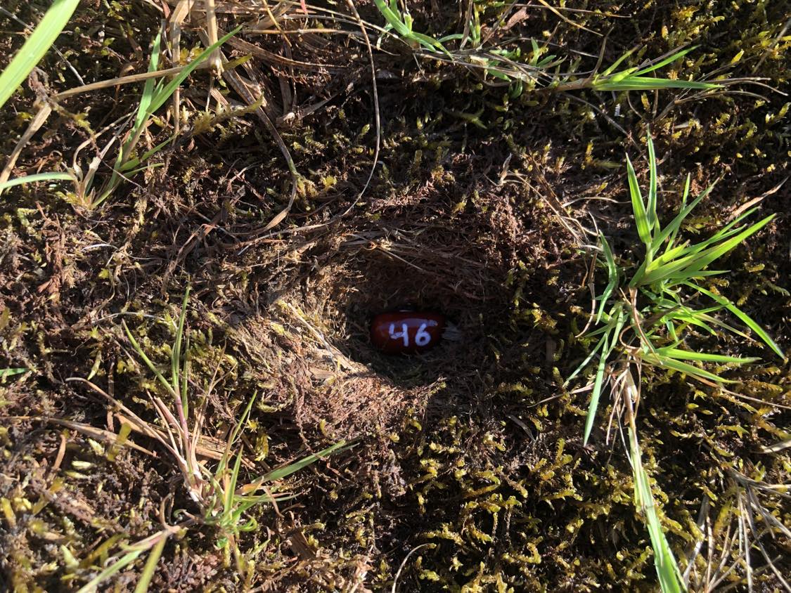 A bean labelled number 46 sitting inside of a hole in the soil, surrounded by grasses and moss.