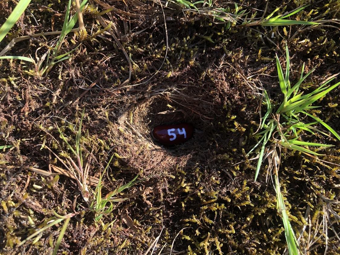 A bean labelled number 54 sitting inside of a hole in the soil, surrounded by grasses and moss.