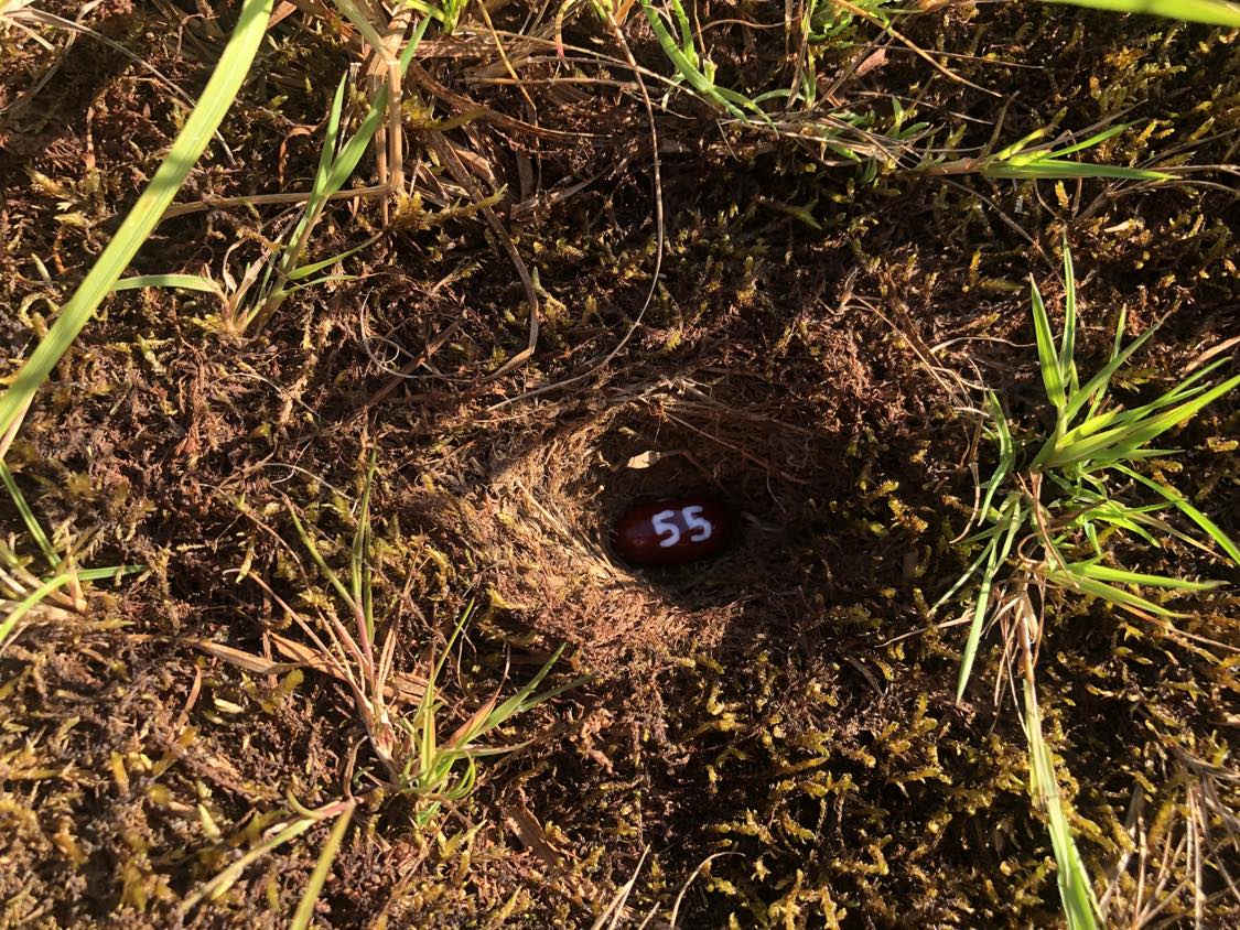 A bean labelled number 55 sitting inside of a hole in the soil, surrounded by grasses and moss.