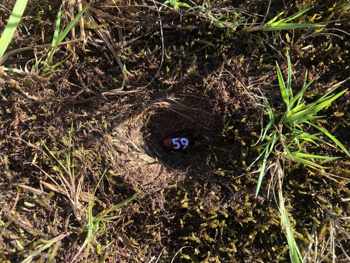 A bean labelled number 59 sitting inside of a hole in the soil, surrounded by grasses and moss.