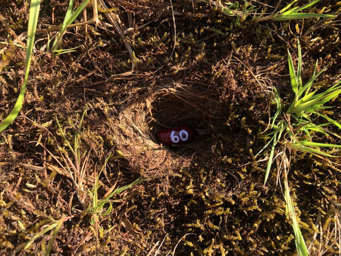 A bean labelled number 60 sitting inside of a hole in the soil, surrounded by grasses and moss.