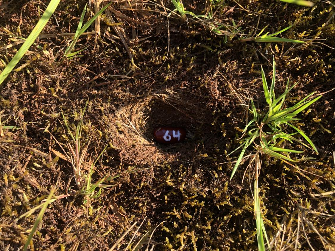 A bean labelled number 64 sitting inside of a hole in the soil, surrounded by grasses and moss.