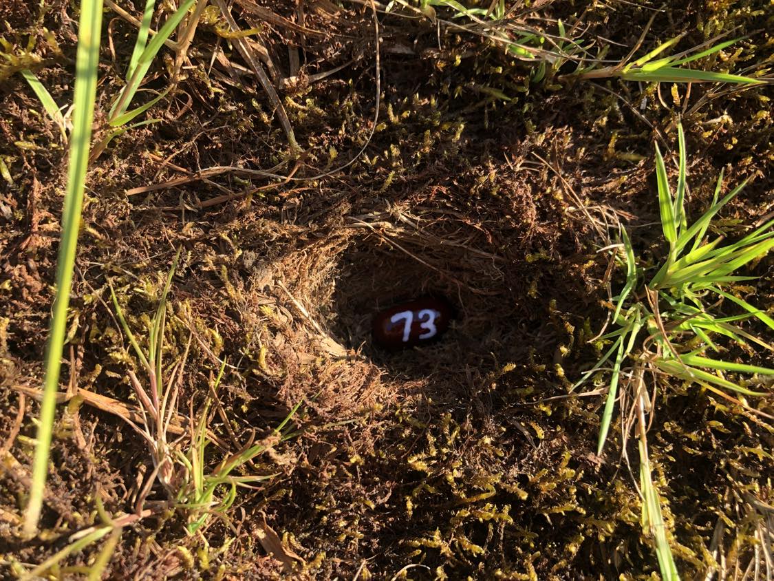 A bean labelled number 73 sitting inside of a hole in the soil, surrounded by grasses and moss.