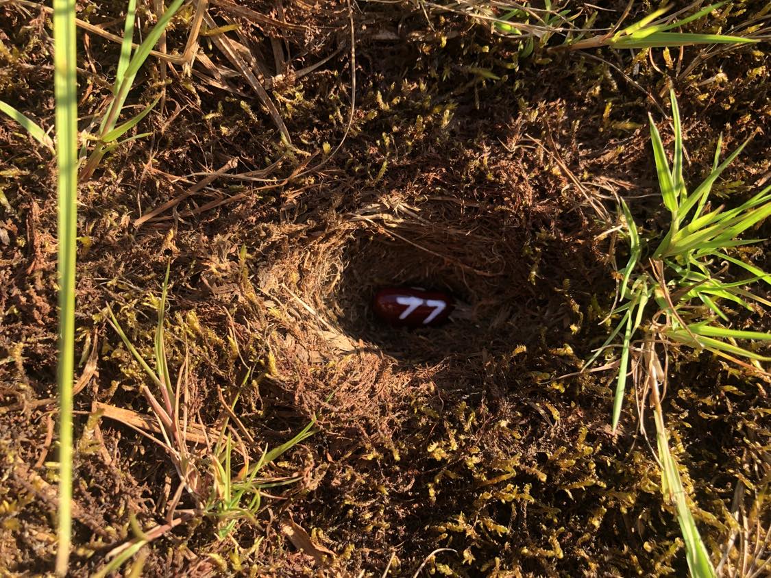 A bean labelled number 77 sitting inside of a hole in the soil, surrounded by grasses and moss.
