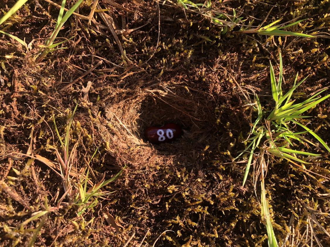 A bean labelled number 80 sitting inside of a hole in the soil, surrounded by grasses and moss.