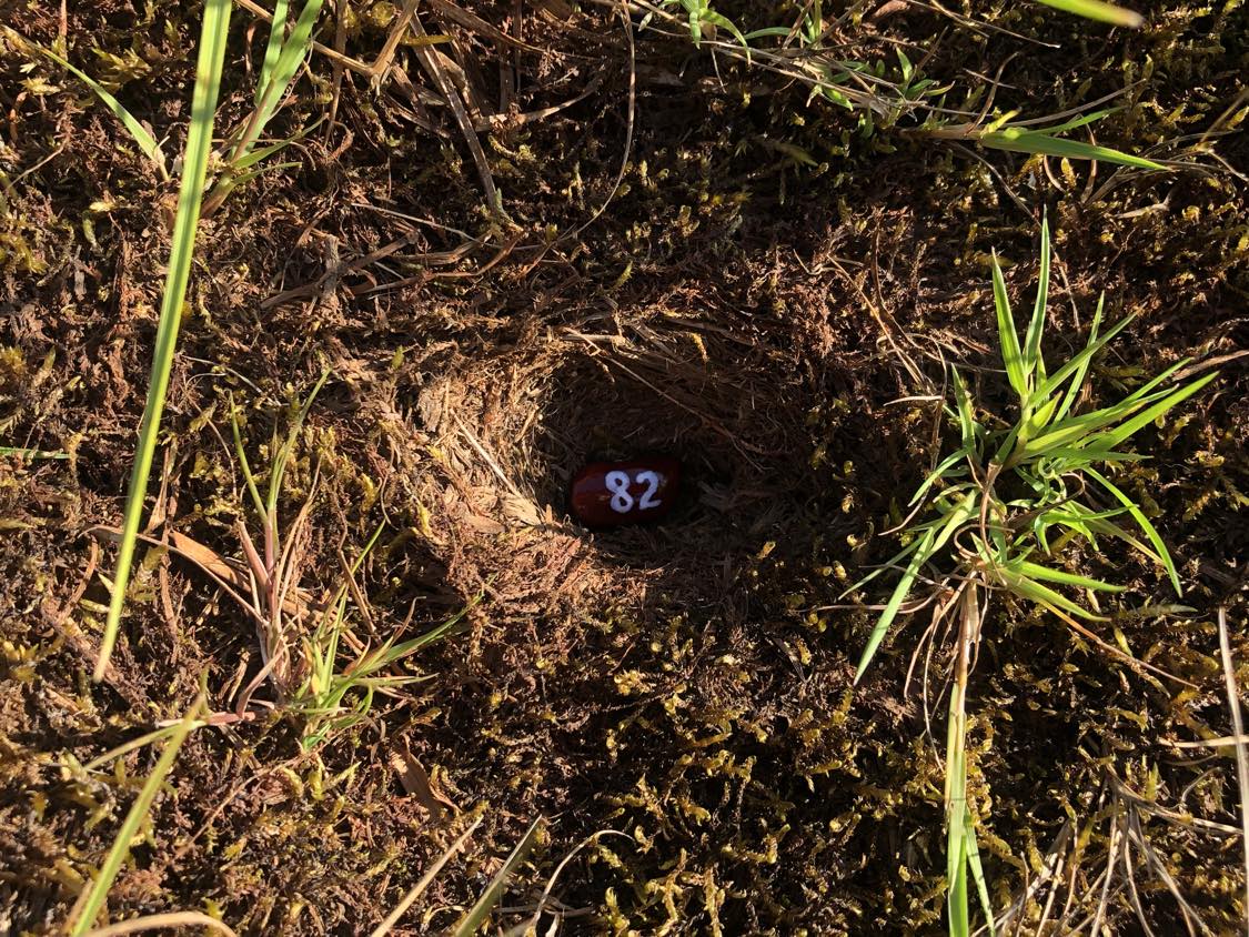 A bean labelled number 82 sitting inside of a hole in the soil, surrounded by grasses and moss.