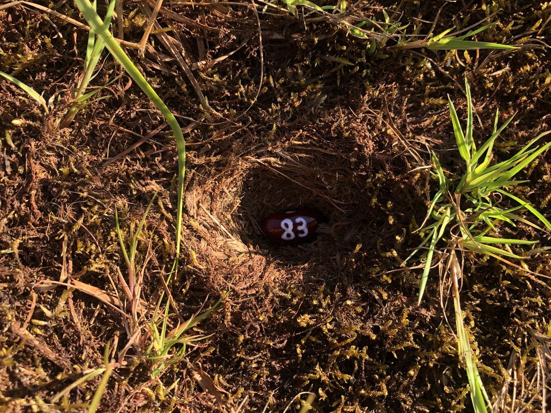 A bean labelled number 83 sitting inside of a hole in the soil, surrounded by grasses and moss.