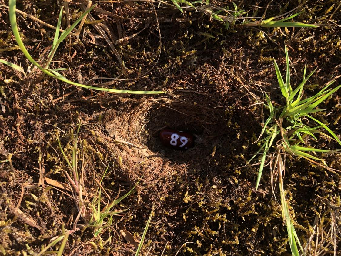 A bean labelled number 89 sitting inside of a hole in the soil, surrounded by grasses and moss.