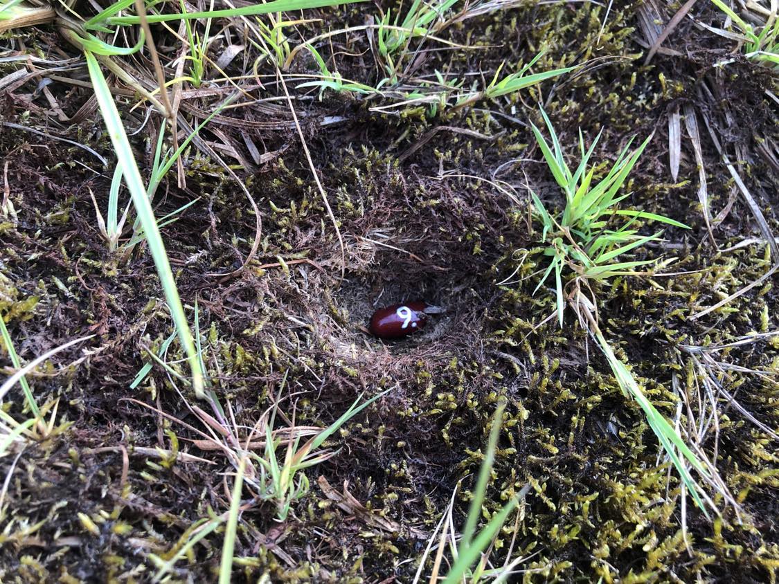 A bean labelled number 9 sitting inside of a hole in the soil, surrounded by grasses and moss.