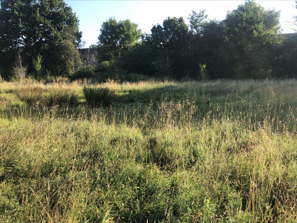 Looking forward over the grasses with trees behind, and seeing a small hollow in the grass that would be ideal to plant a bean.