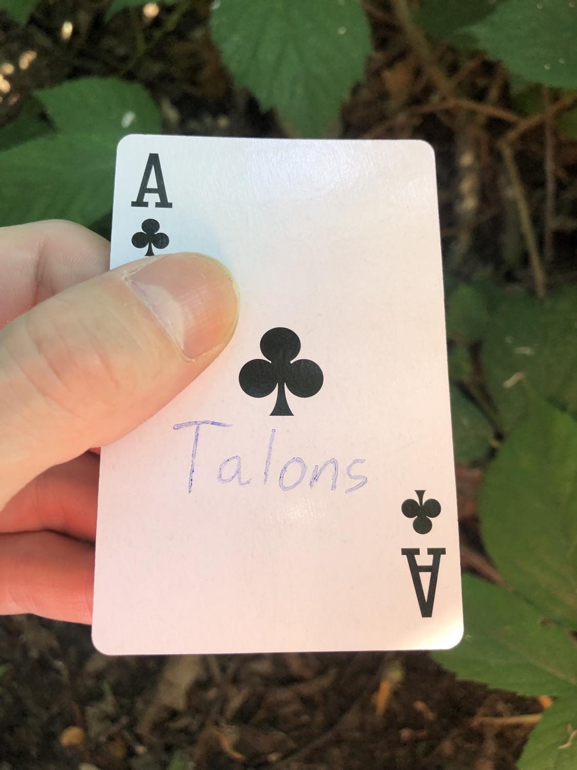 The ace of clubs with the word Talons written on it, held above the brush.