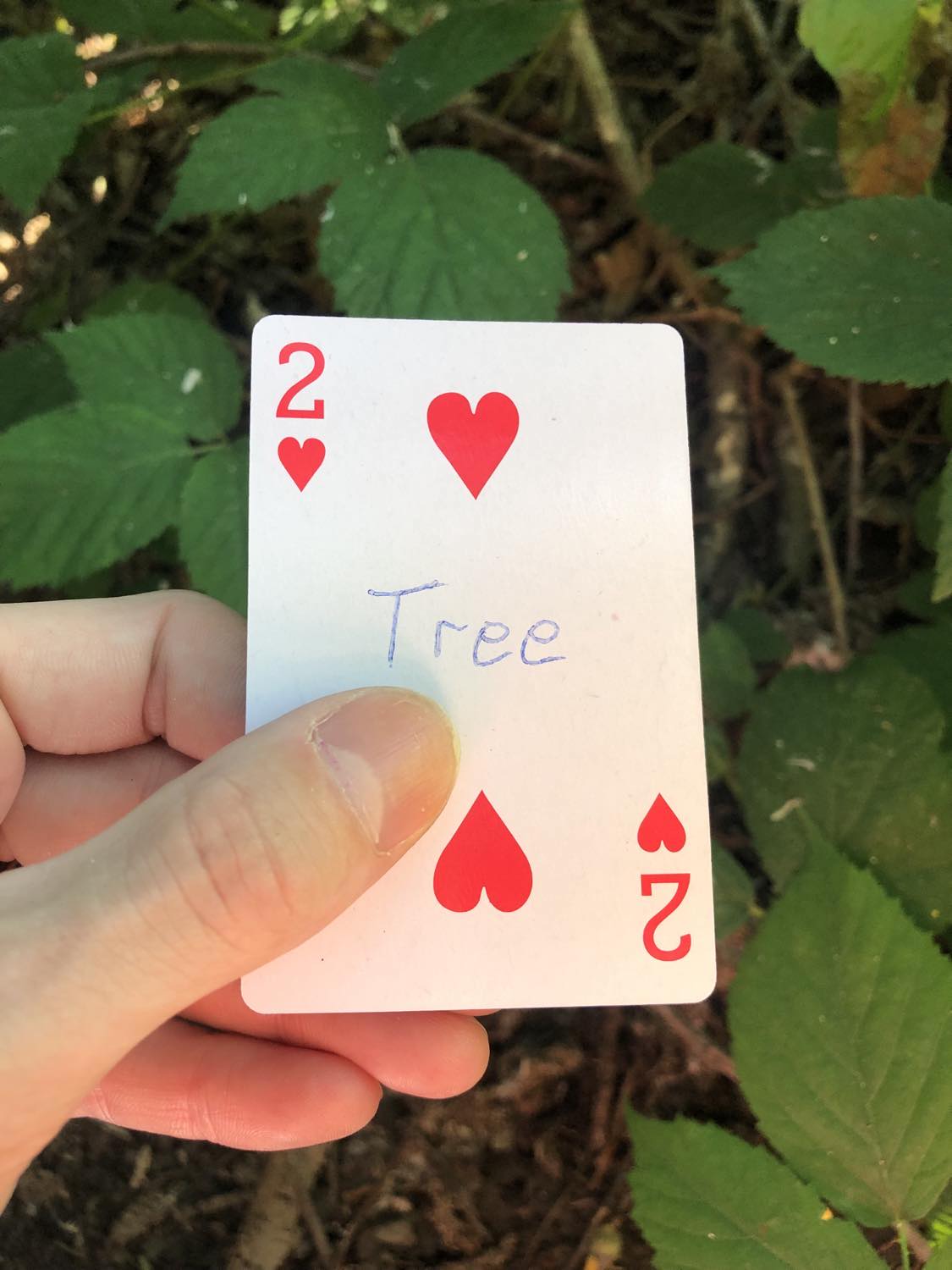 The two of hearts with the word tree written on it, held above the brush.