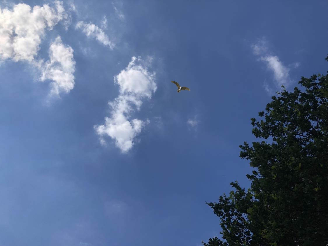 Looking to the sky, a flying bird man passes over.