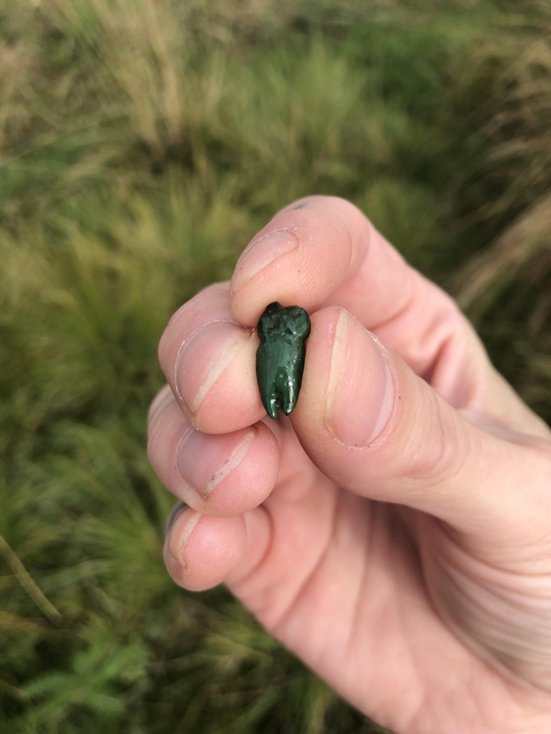 A swirl patterned green humanoid bicuspid tooth