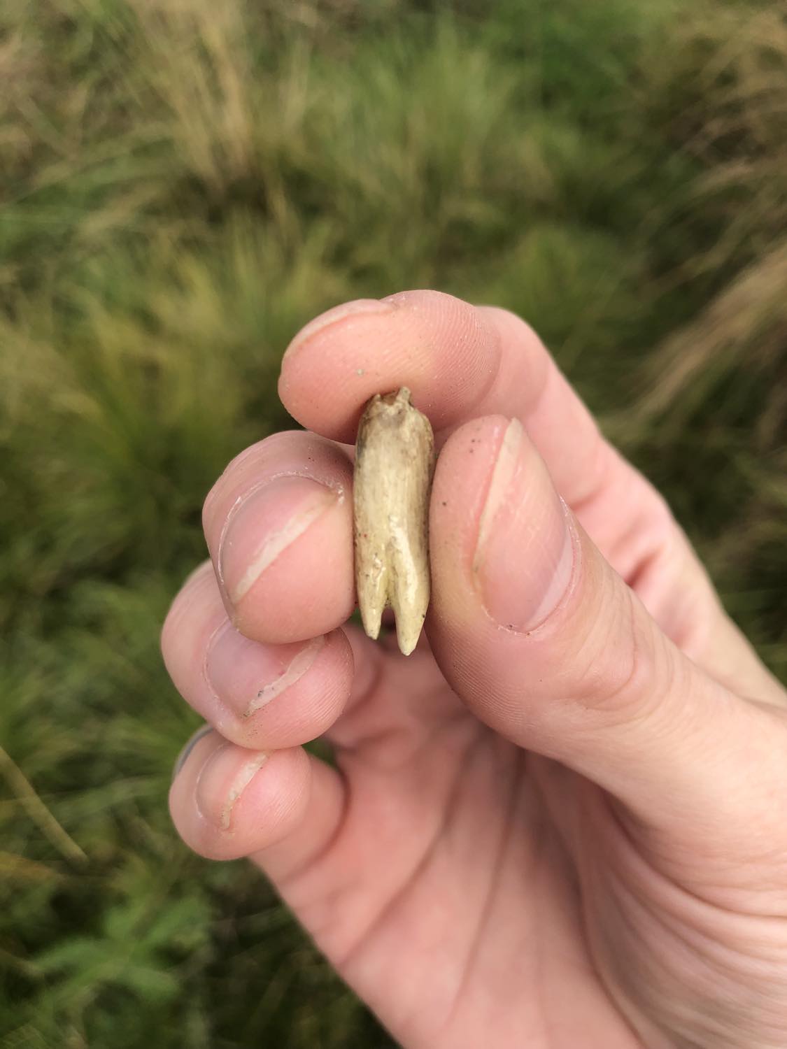 A pointy beige blue dragon fang