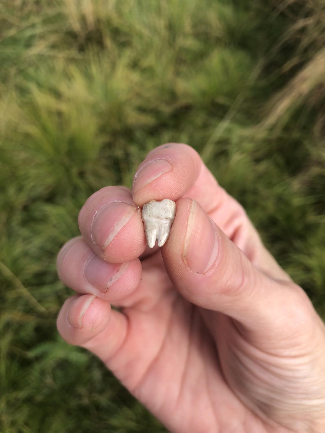 A white human molar