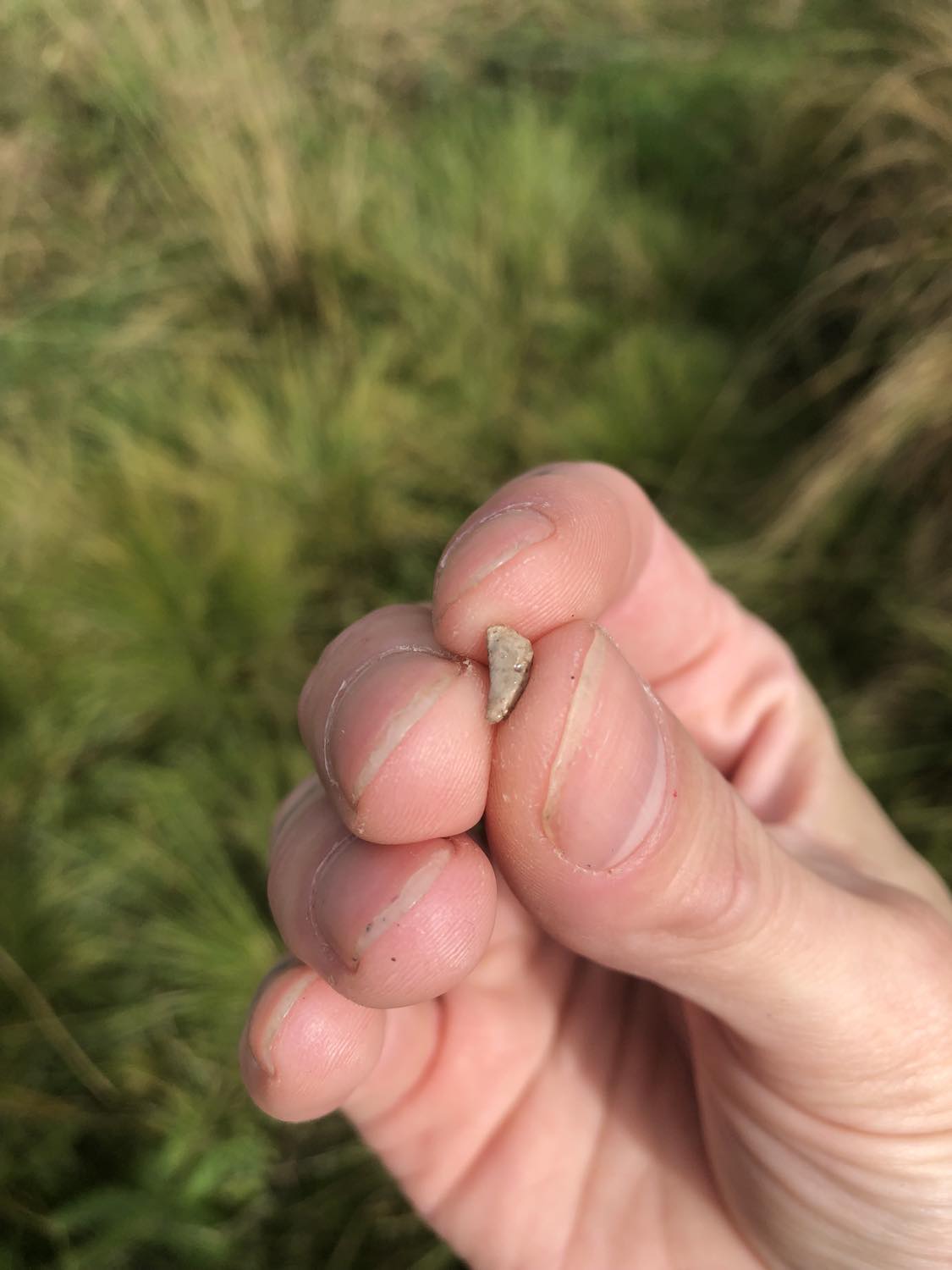 A beige dog's tooth
