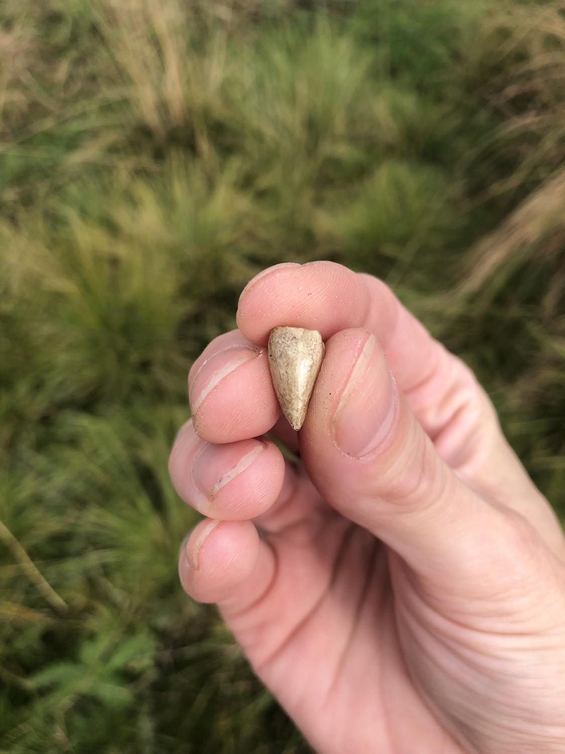 A beige vomerine tooth from a large toad